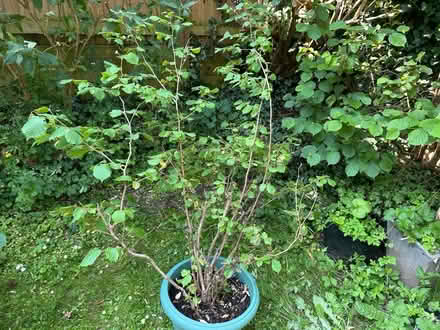 Photo of free 3 hazelnut trees in pots (Prestbury GL52) #3