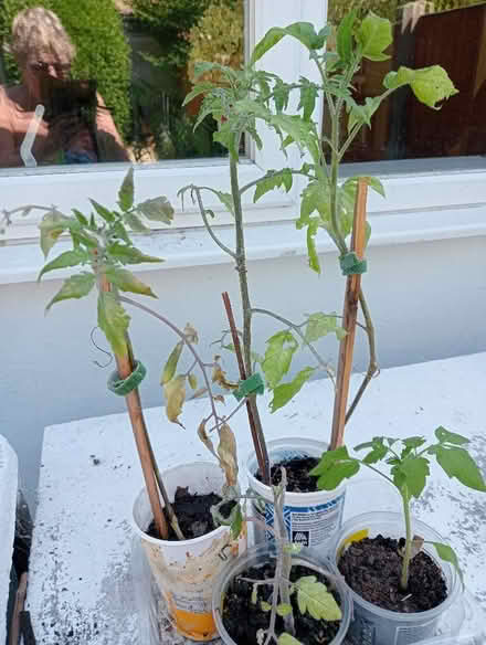 Photo of free Tomato Plants (Charminster BH8) #1