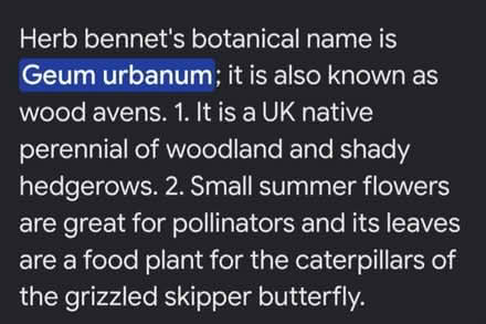 Photo of free Herb Bennet / German Urbanum (Bovingdon) #2