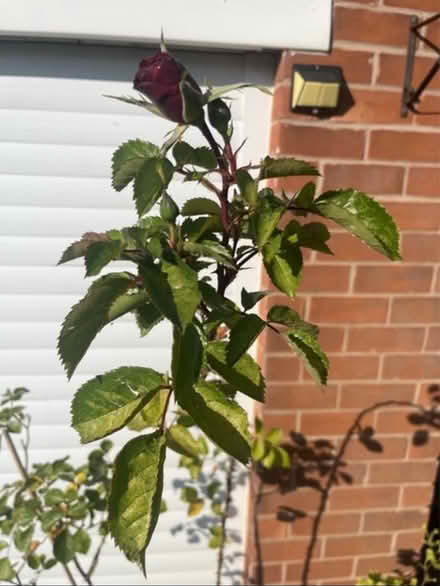 Photo of free Climbing Double Red Rose Bush (Newburgh WN8) #4