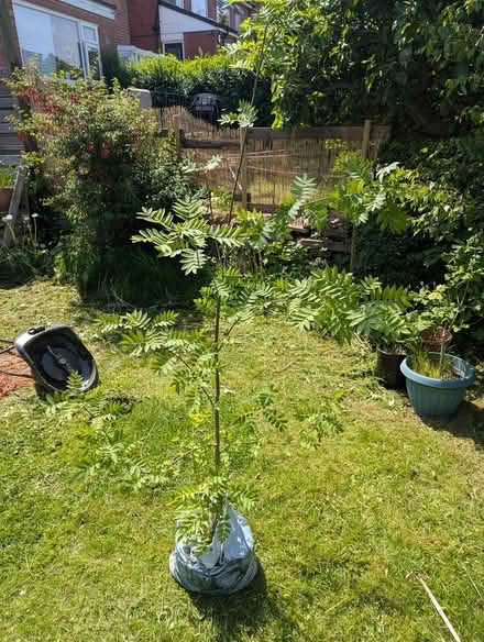 Photo of free 1.8m tall rowan sapling (Crookes (S10)) #1