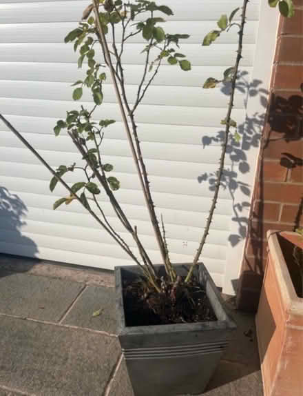 Photo of free Climbing Double Red Rose Bush (Newburgh WN8) #3