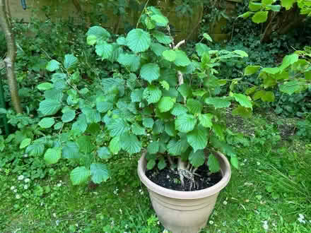Photo of free 3 hazelnut trees in pots (Prestbury GL52) #2