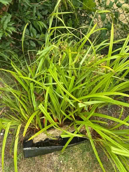 Photo of free Large pond plants (grasses ) (Abingdon OX14) #2