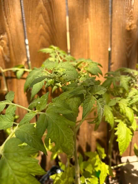 Photo of free Heirloom tomatoe plants (St Paul) #1