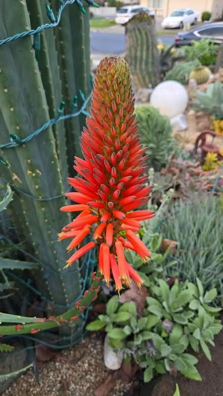 Photo of free Aloe Cuttings (San Jose) #3