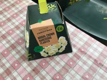 Photo of free Narcissus planter (Headington OX3) #1