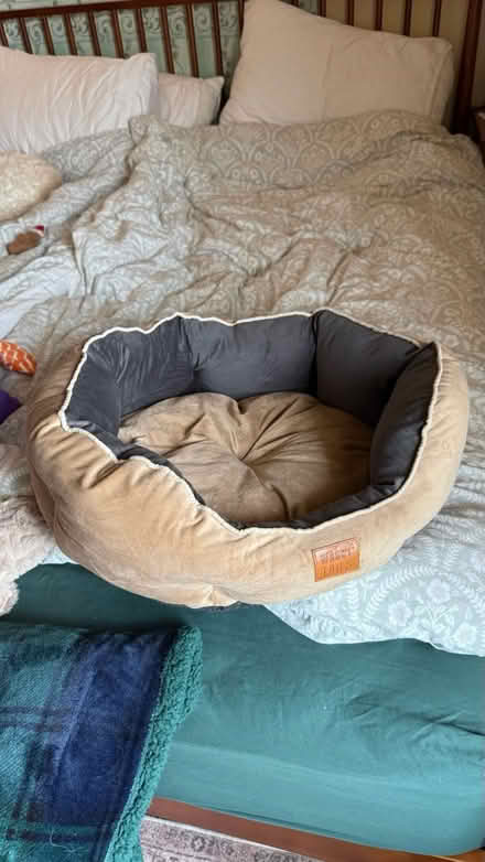 Photo of free Dog bed (Witton Gilbert) #1
