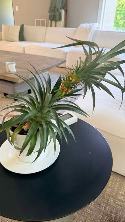 Photo of free Unruly pineapple plant (Vienna, lawyer rd) #1