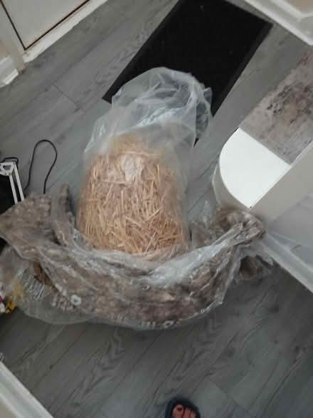 Photo of free Hay and sheep's wool (Bromley North BR1) #1