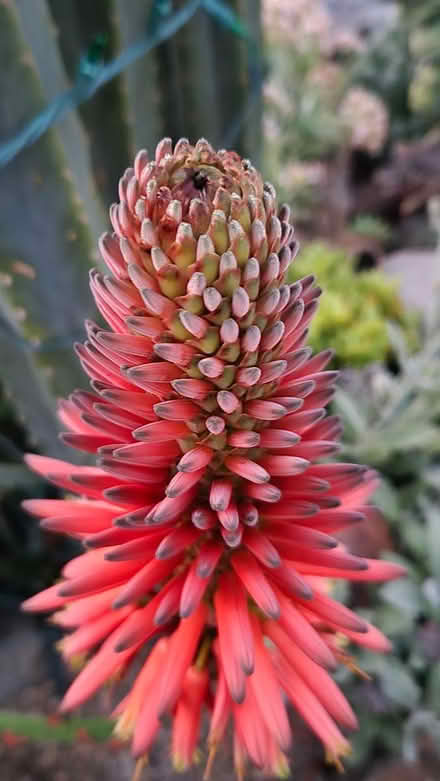 Photo of free Aloe Cuttings (San Jose) #4