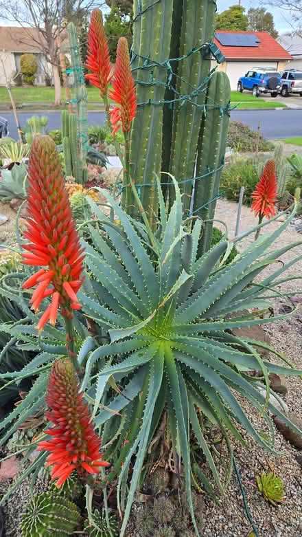 Photo of free Aloe Cuttings (San Jose) #2