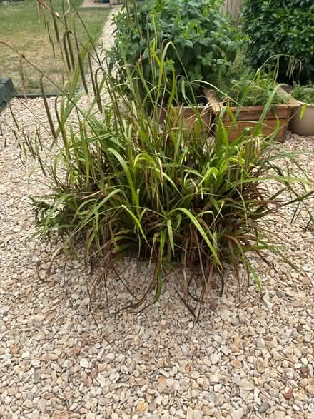Photo of free Large pond plants (grasses ) (Abingdon OX14) #1