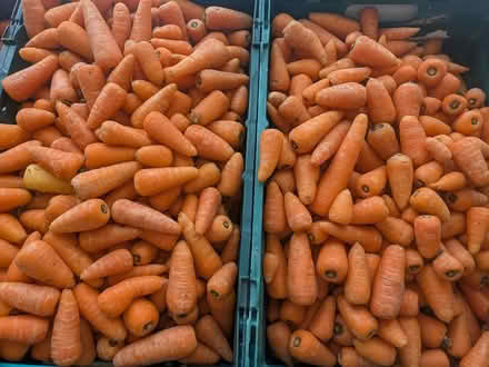 Photo of free 100s crates carrots potatoes (E14 Isle of Dogs) #1