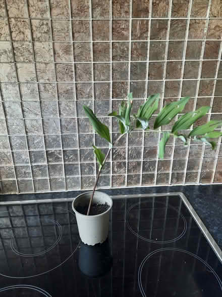 Photo of free Cutting of Solomon’s Seal (Morden SM4) #3