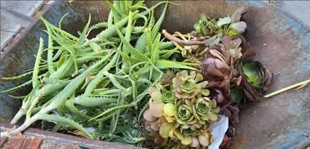 Photo of free Aloe Cuttings (San Jose) #1