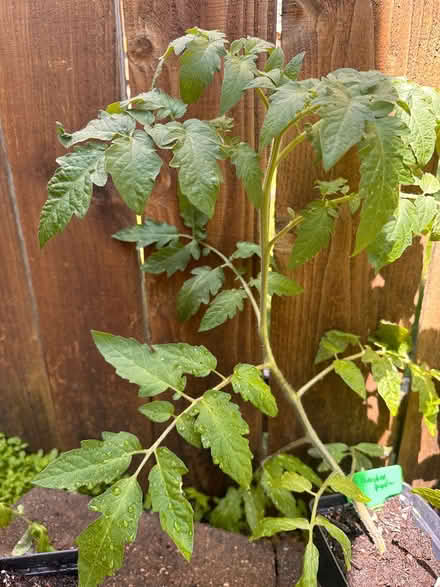 Photo of free Heirloom tomatoe plants (St Paul) #2