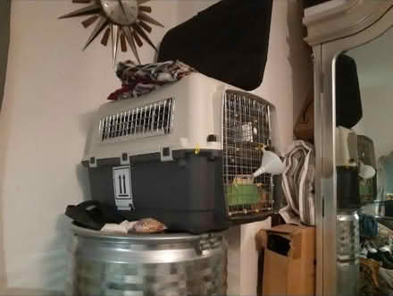 Photo of free Pet flight carrier (N7 9fn7) #1