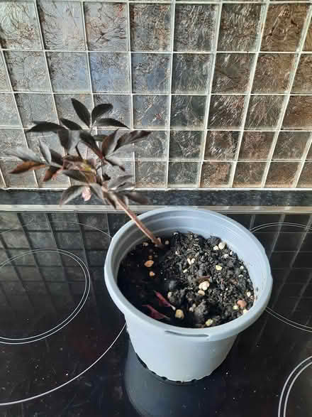 Photo of free Sambucus black beauty shrub cutting (Morden SM4) #4