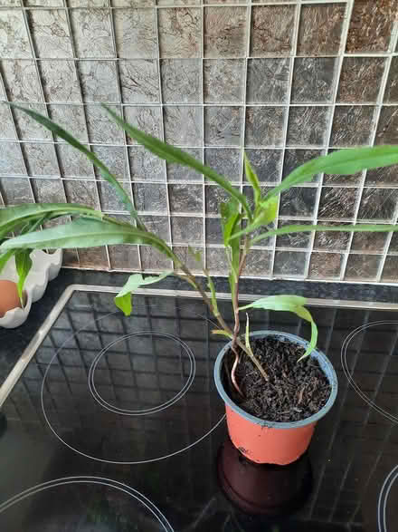 Photo of free Aster plant seedling (Morden SM4) #2