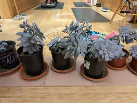 Photo of free Echeveria (West Salem off Bonny Way) #1