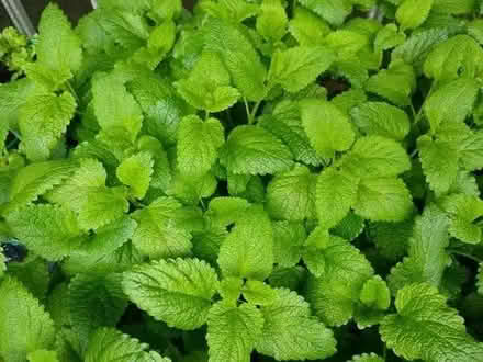 Photo of free Lemon Balm Plants (Orgreave S13) #1