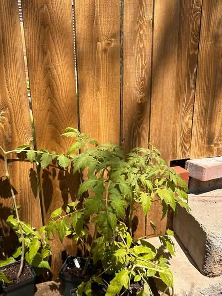 Photo of free Heirloom tomatoe plants (St Paul) #3