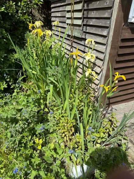 Photo of free Yellow water irises (Croham CR2) #1