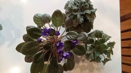 Photo of free African violets (Hawthorne Hills in NE Seattle) #1