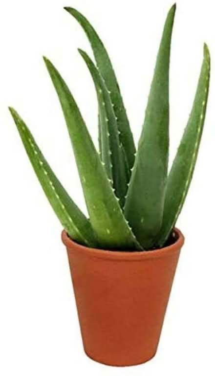 Photo of Big / Large Aloe Vera plants (Erith DA17) #2