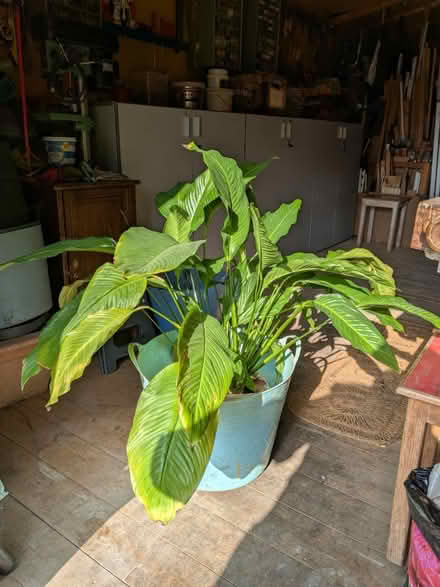 Photo of free Peace Lily, very large (Norwich NR3) #1