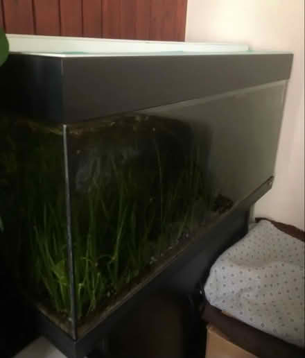 Photo of free Fish tank plants (Thornton Heath CR7) #1