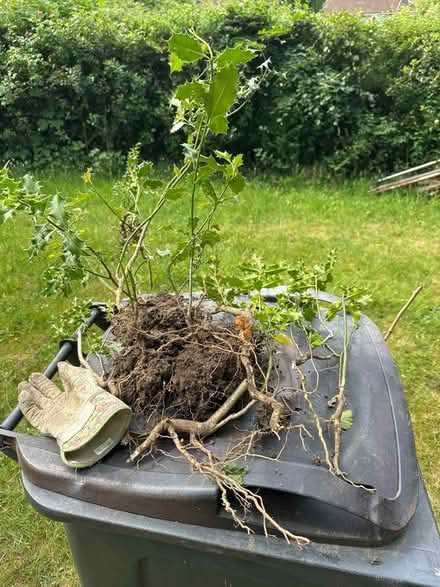 Photo of free 10 or so Holly plants (Sanderstead) #1