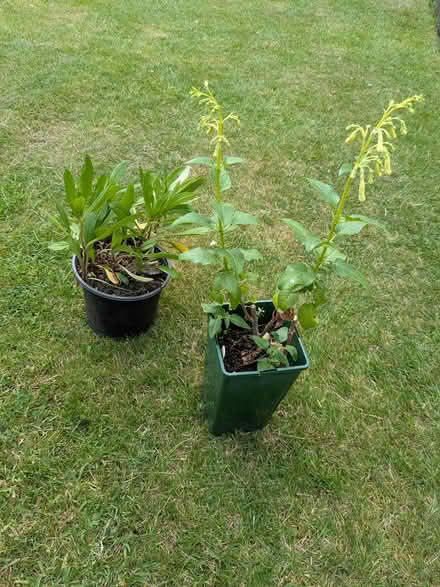 Photo of free Garden plants (Edinburgh EH7) #1