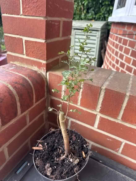 Photo of free Small hawthorn (Sanderstead) #1