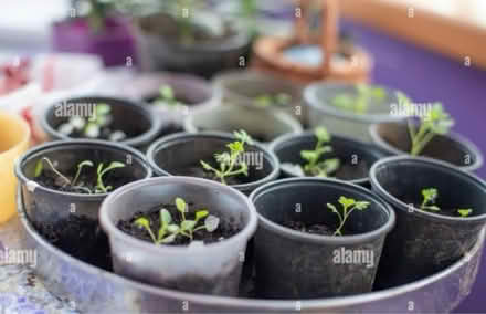 Photo of Flowers/plants for charity sale (Midsomer norton BA3) #1