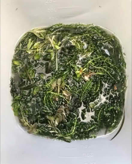Photo of free Fish tank plants (Thornton Heath CR7) #2
