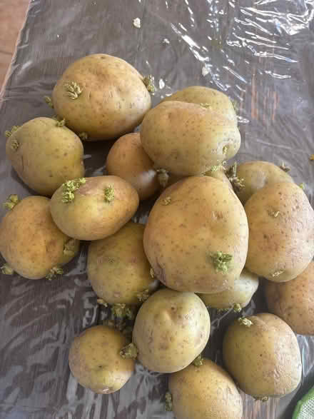 Photo of free Potatoes ready for planting (Katy gate) #1