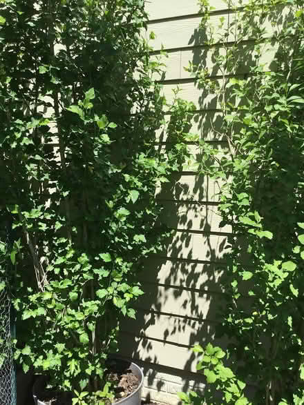 Photo of free Rose of Sharon (near Severn, Ft. Meade) #2