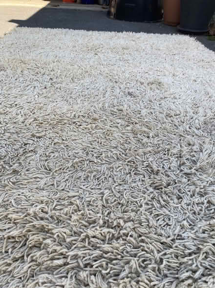 Photo of free Mid-century shag rug (Bloomfield) #1