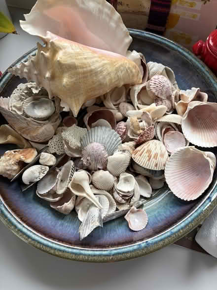 Photo of free Large Seashell (Prospect and DeAnza) #1