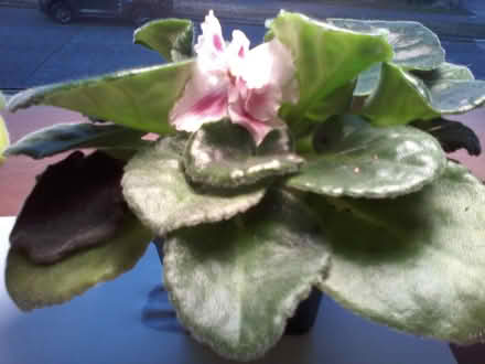 Photo of free African violets (Hawthorne Hills in NE Seattle) #2