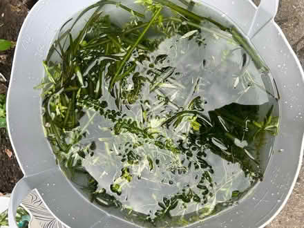 Photo of free Fish tank plants (Thornton Heath CR7) #4