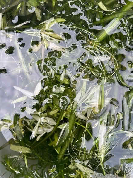 Photo of free Fish tank plants (Thornton Heath CR7) #3