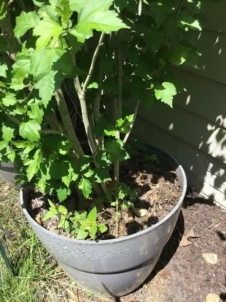 Photo of free Rose of Sharon (near Severn, Ft. Meade) #1