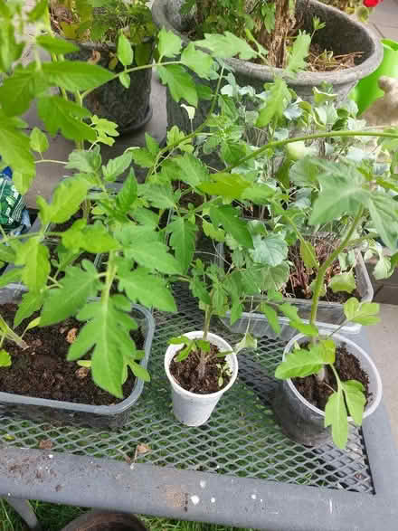 Photo of free Tomato plants, purple sprouting brocoli plants (Swaythling SO16) #2