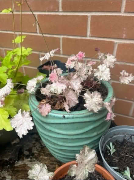 Photo of free Heuchera Frost Hardy Plant in Pot (Newburgh WN8) #4