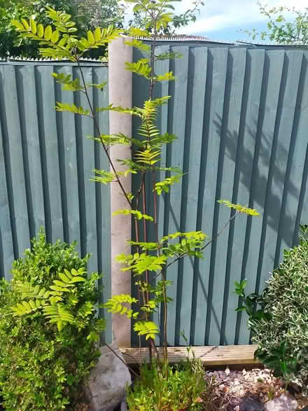 Photo of free Rowan tree (Oswestry) #1