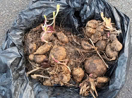 Photo of free Dahlia tubers (Hockley Port B18) #1