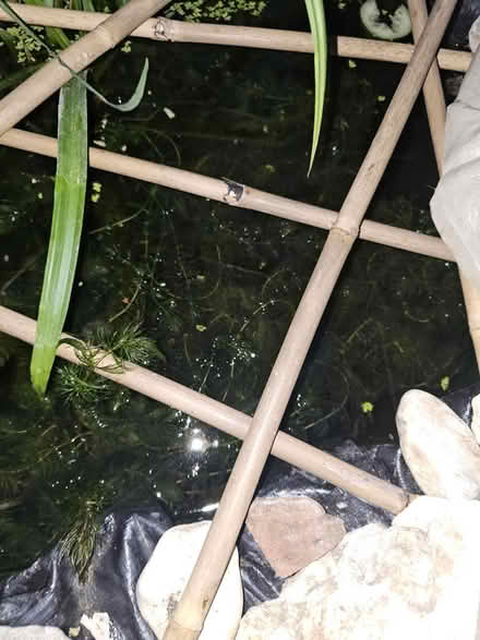 Photo of free Pond plants (HU8 james reckitt) #1